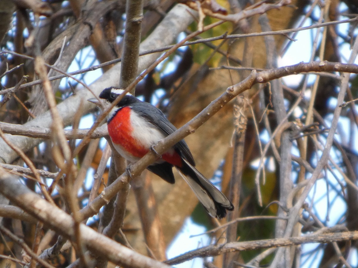Red-breasted Chat - ML633289455