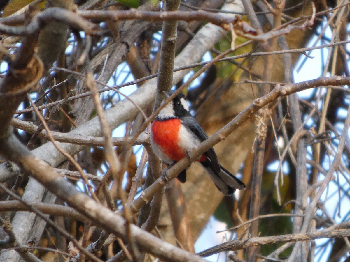 Red-breasted Chat - ML633289456