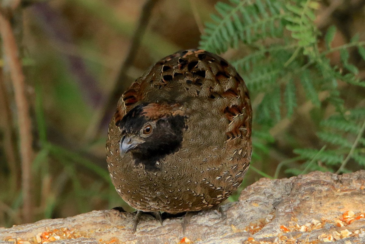 Black-fronted Wood-Quail - ML633289500