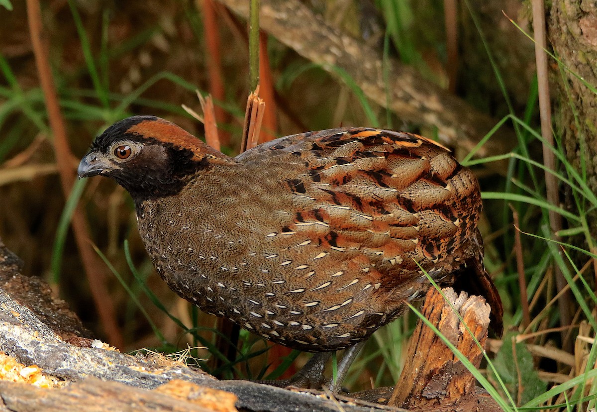 Black-fronted Wood-Quail - ML633289545