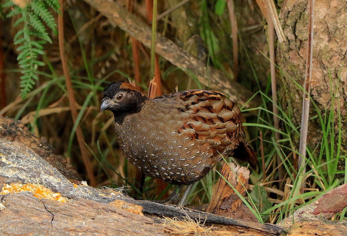 Black-fronted Wood-Quail - ML633289546