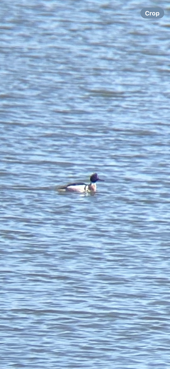 Red-breasted Merganser - ML633289557