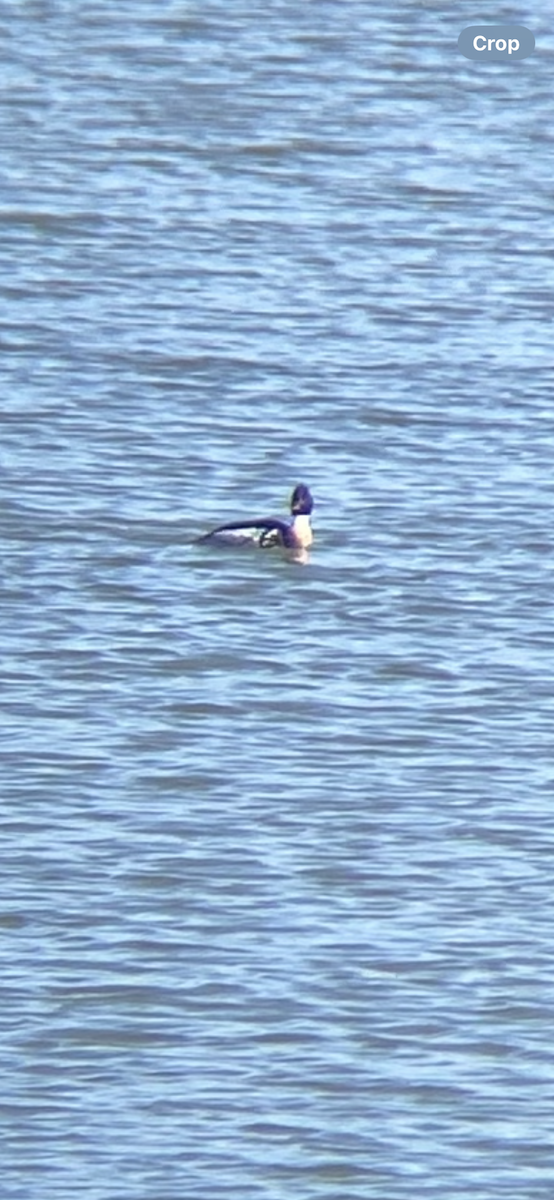Red-breasted Merganser - ML633289560