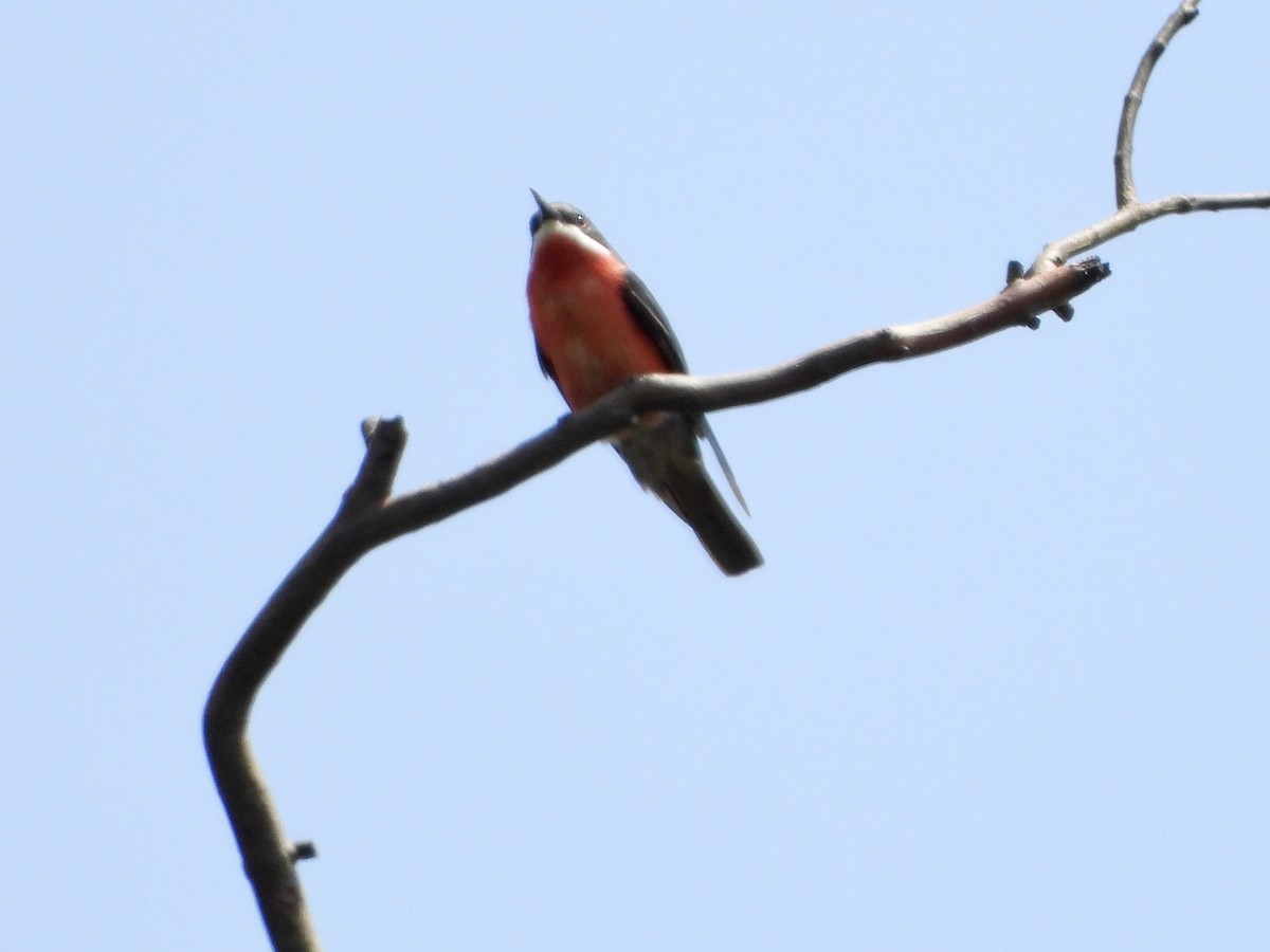 Rosy Bee-eater - ML633289607