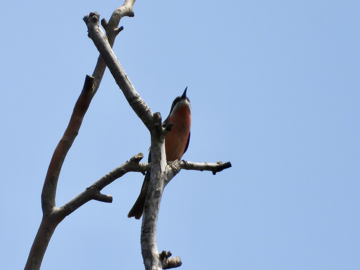 Rosy Bee-eater - ML633289608
