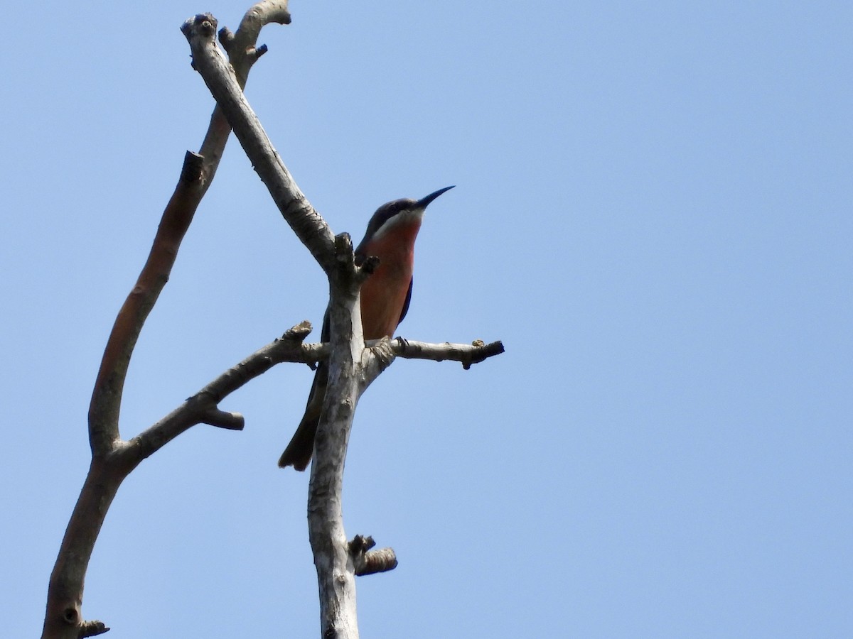 Rosy Bee-eater - ML633289609