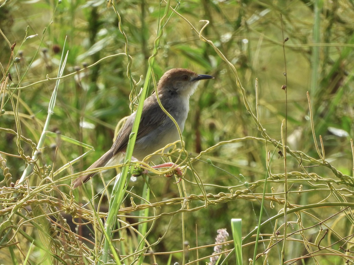Chattering Cisticola - ML633289634