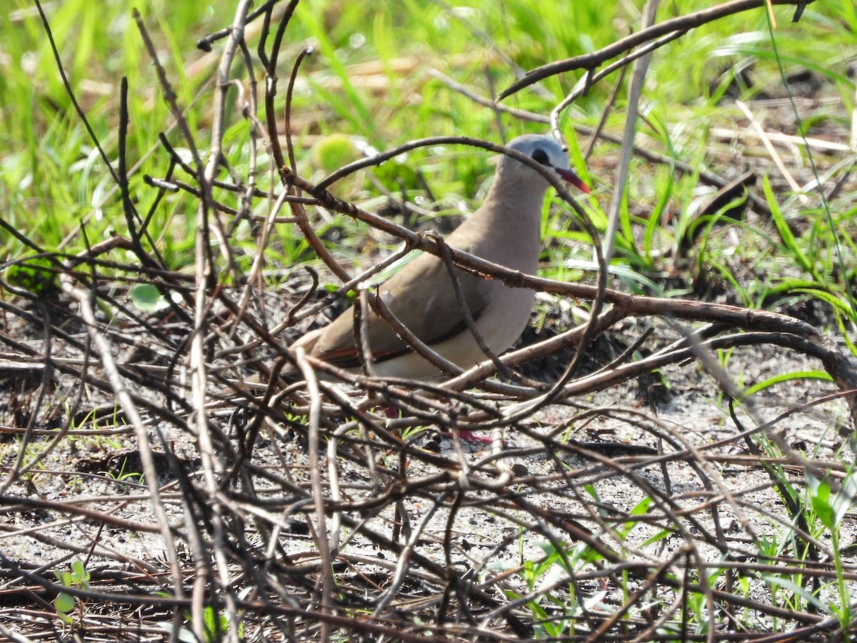 Blue-spotted Wood-Dove - ML633289660