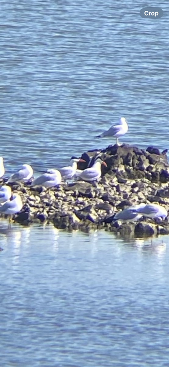 Caspian Tern - ML633289733