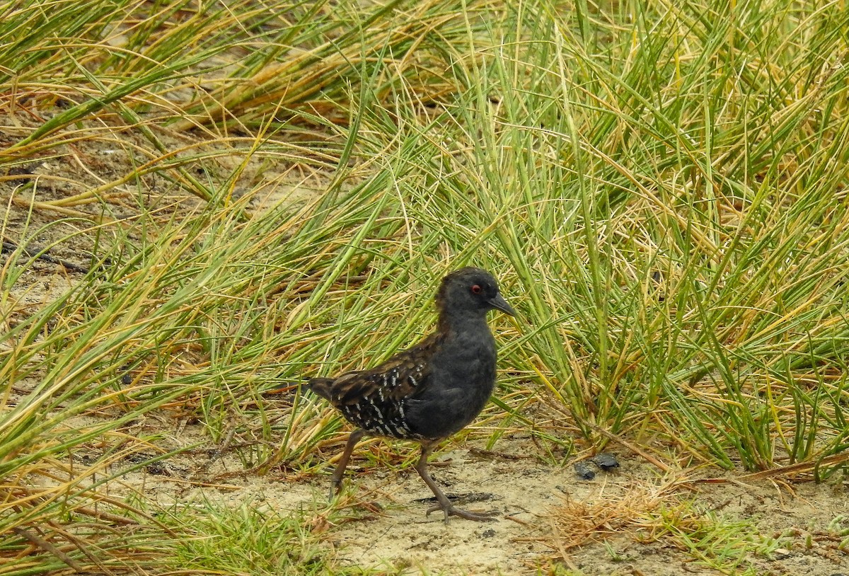 Dot-winged Crake - ML633289805