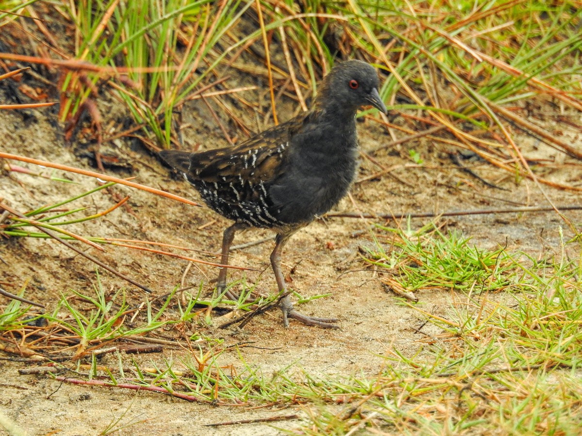 Dot-winged Crake - ML633289806