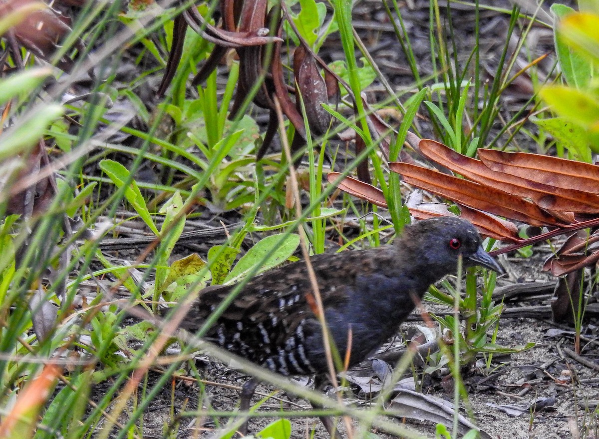 Dot-winged Crake - ML633289808