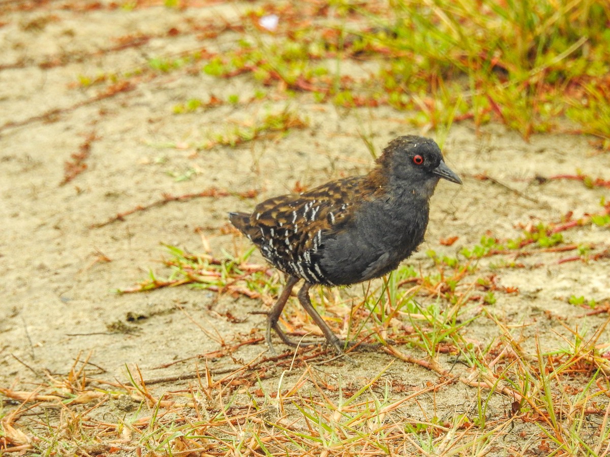 Dot-winged Crake - ML633289809