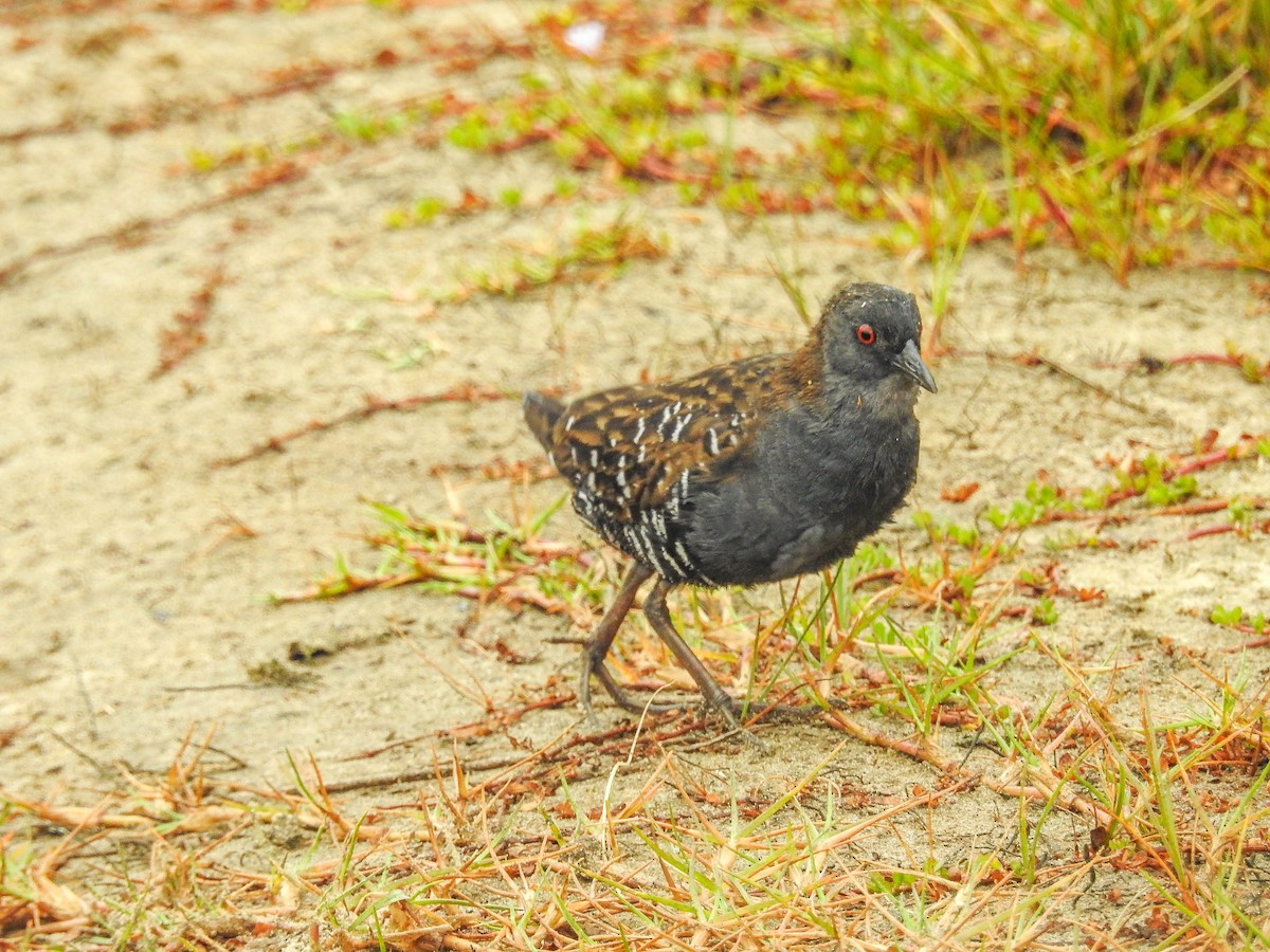 Dot-winged Crake - ML633289810