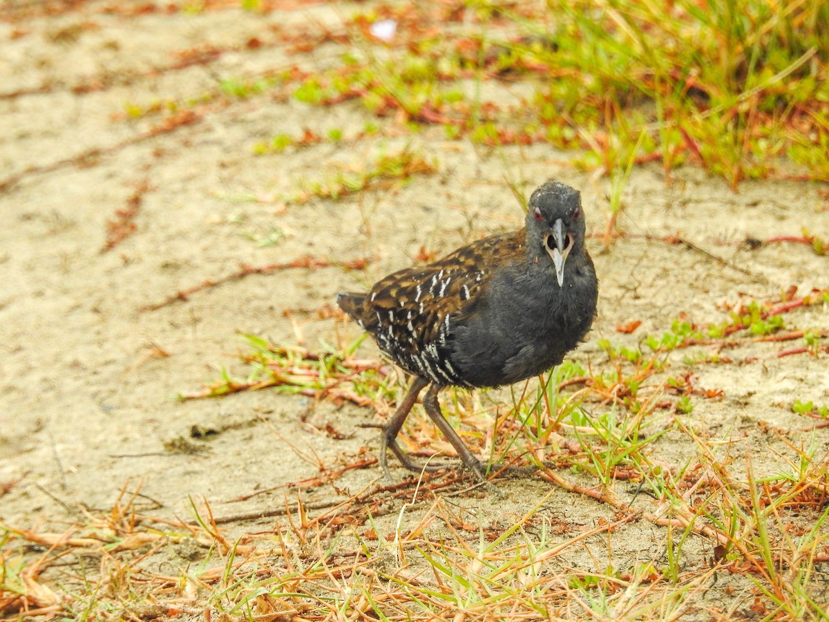 Dot-winged Crake - ML633289811