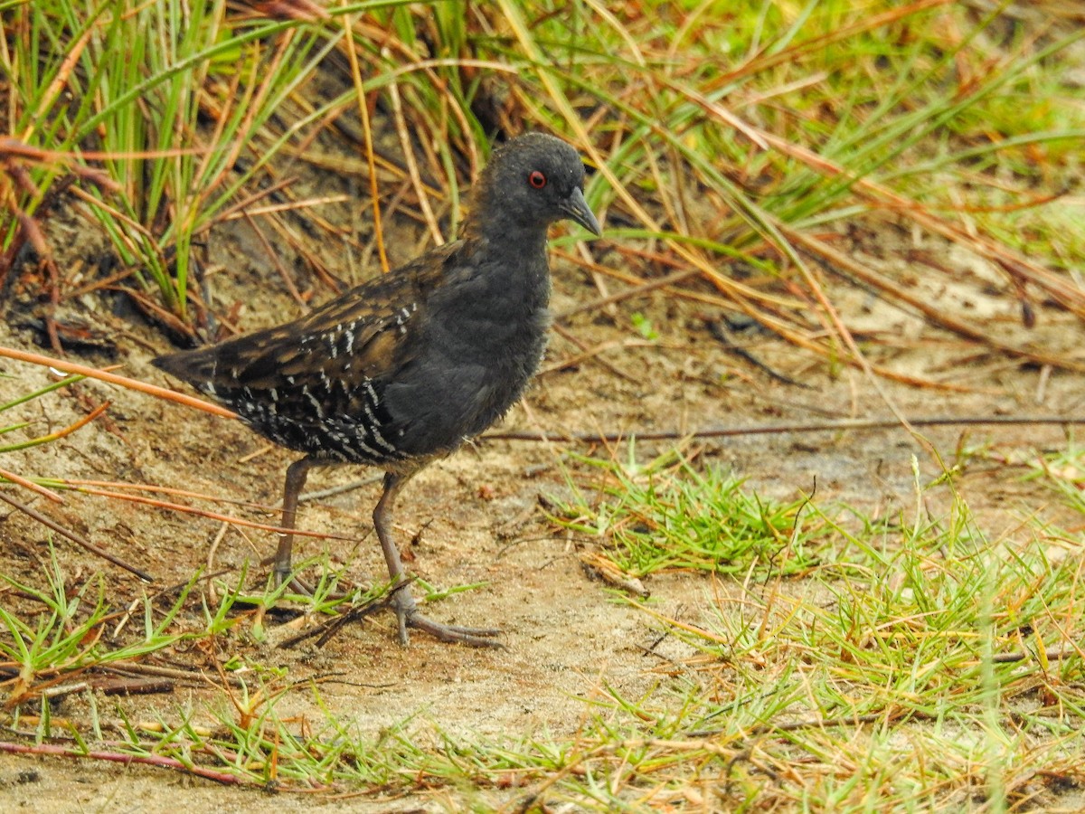 Dot-winged Crake - ML633289812
