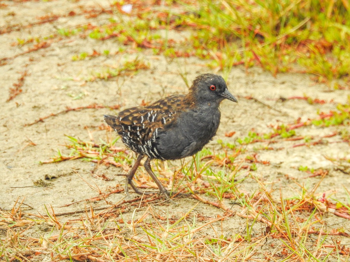 Dot-winged Crake - ML633289813