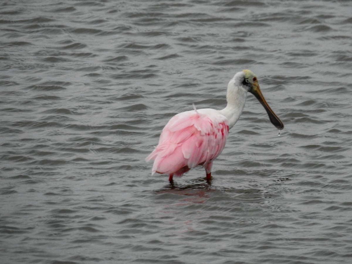 Roseate Spoonbill - ML633289879