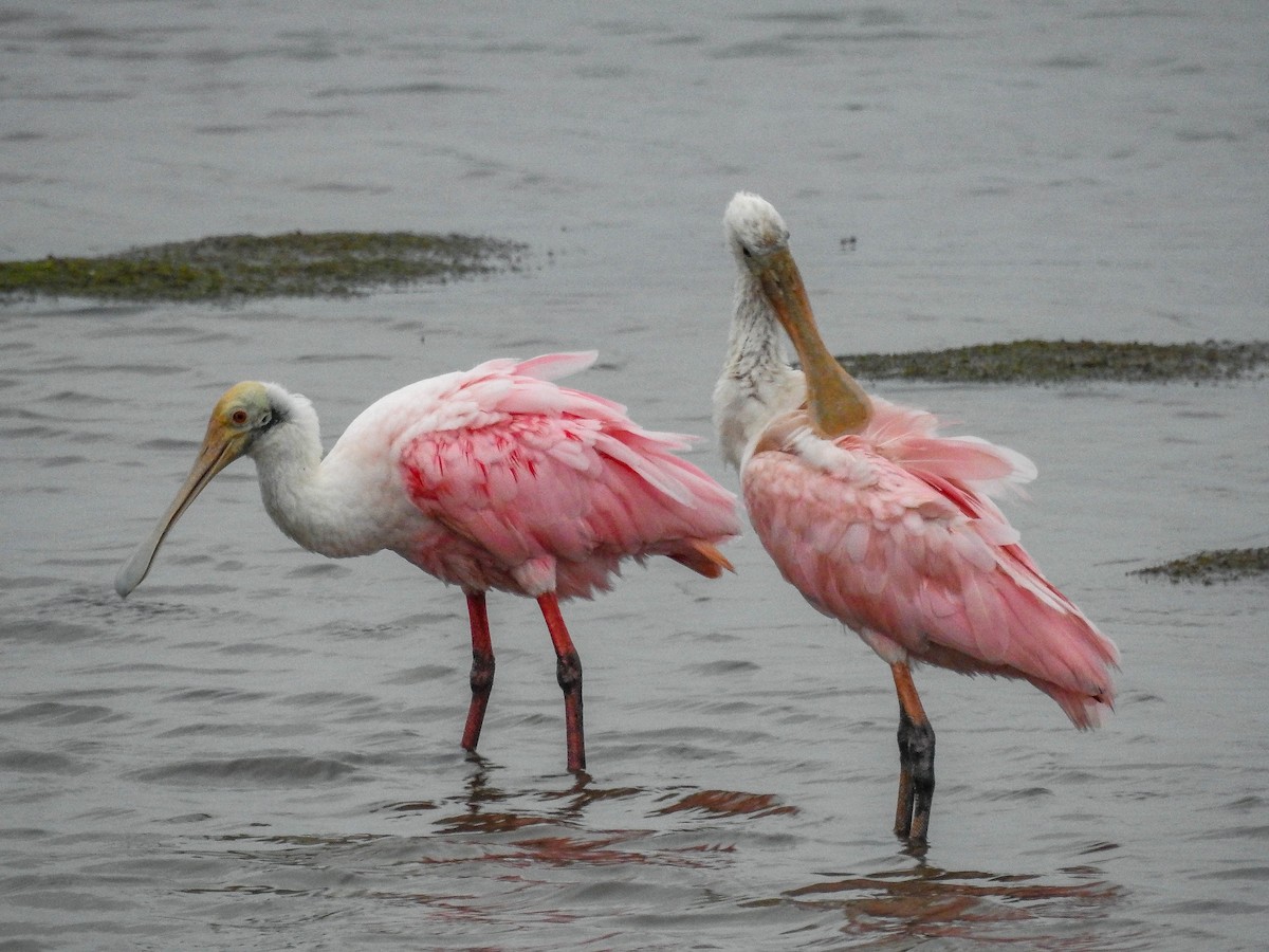 Roseate Spoonbill - ML633289882