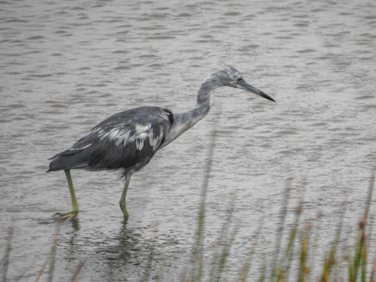 Little Blue Heron - ML633289891