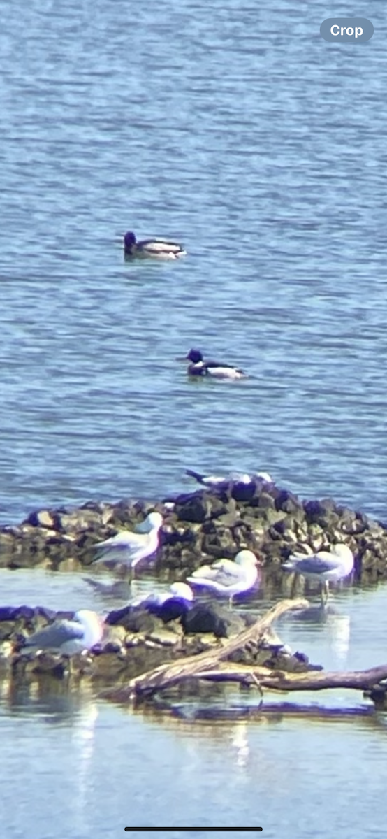 Red-breasted Merganser - ML633289898