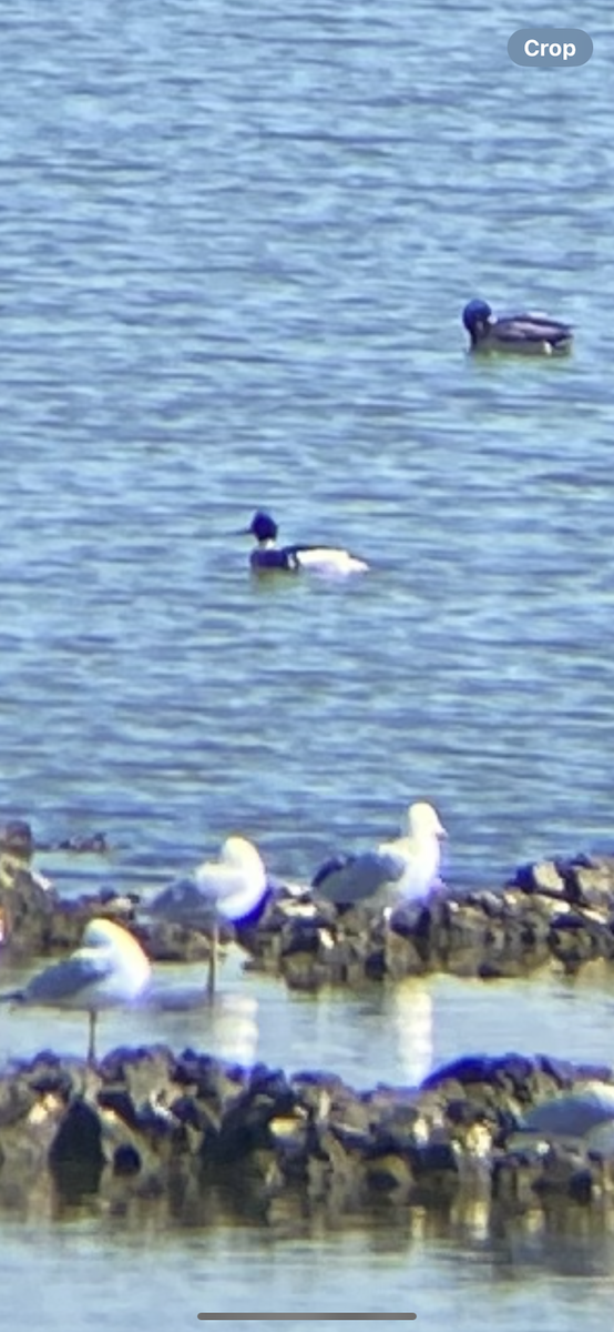 Red-breasted Merganser - ML633289899