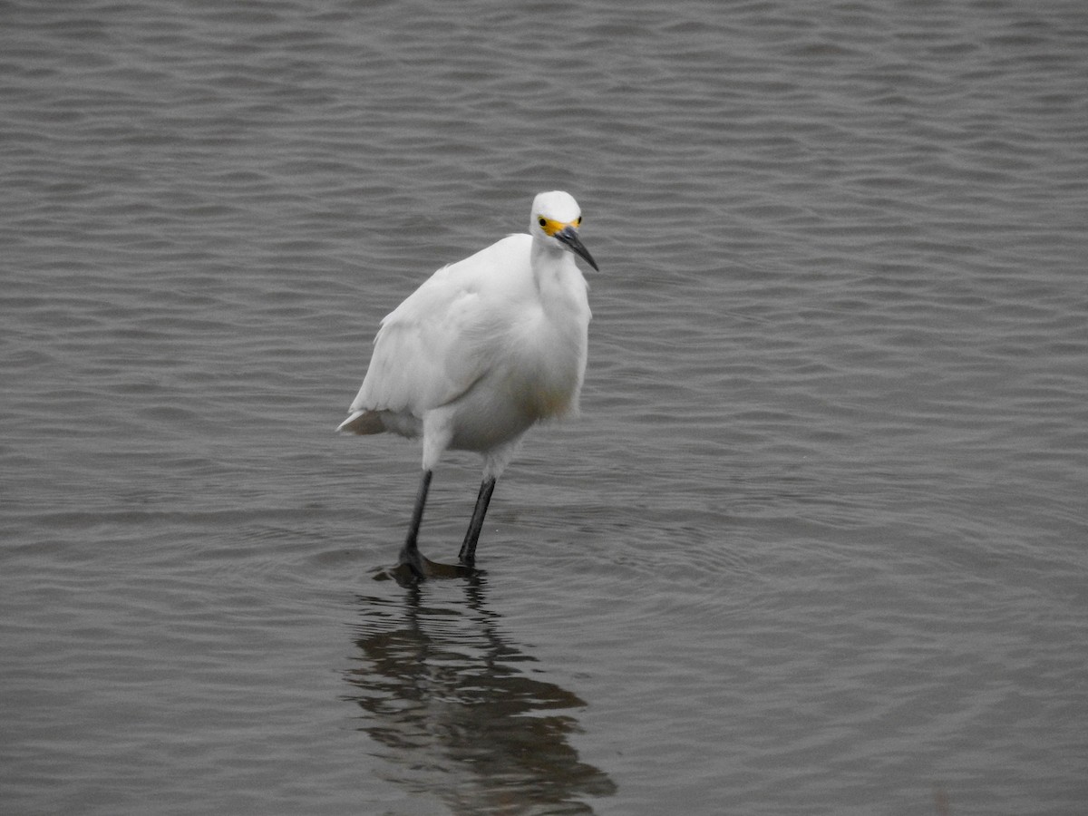 Snowy Egret - ML633289900