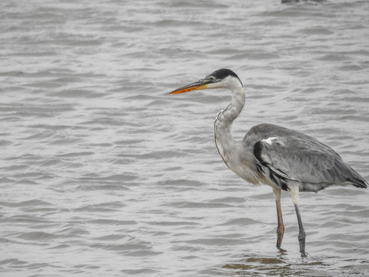 Cocoi Heron - ML633289925