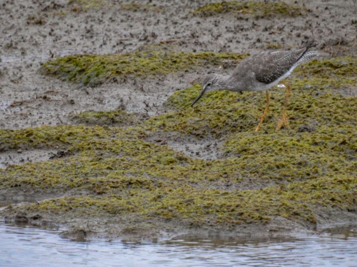 Lesser Yellowlegs - ML633289941
