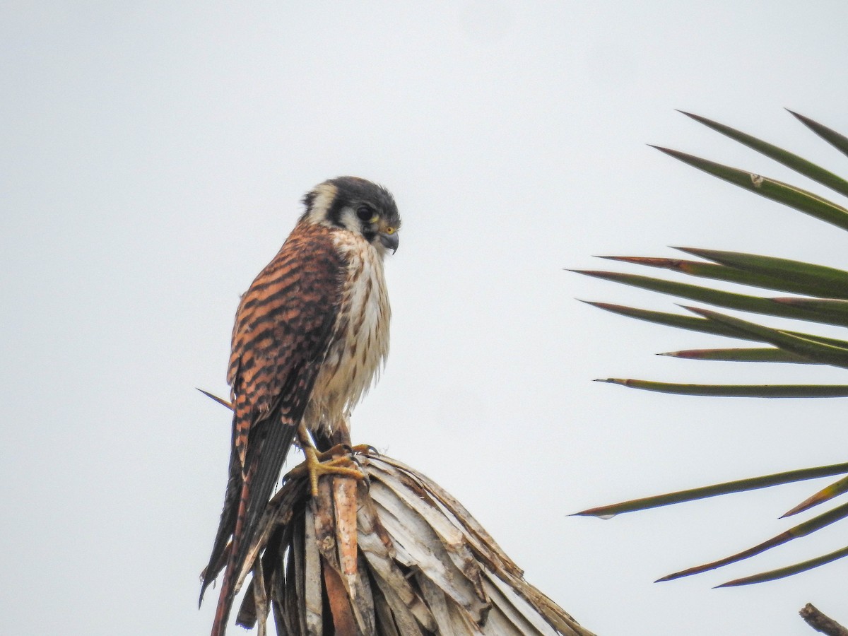 American Kestrel - ML633290079