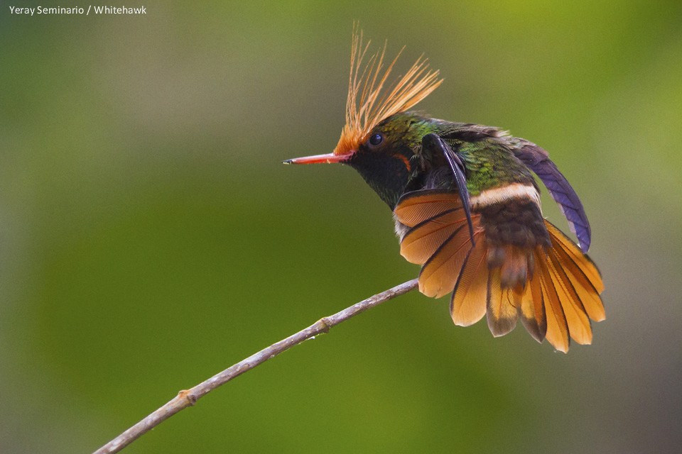 Rufous-crested Coquette - ML63329011