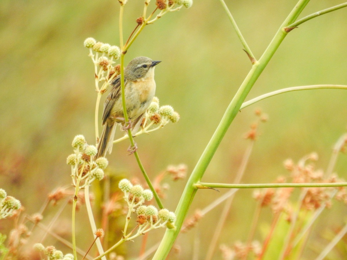 Long-tailed Reed Finch - ML633290114