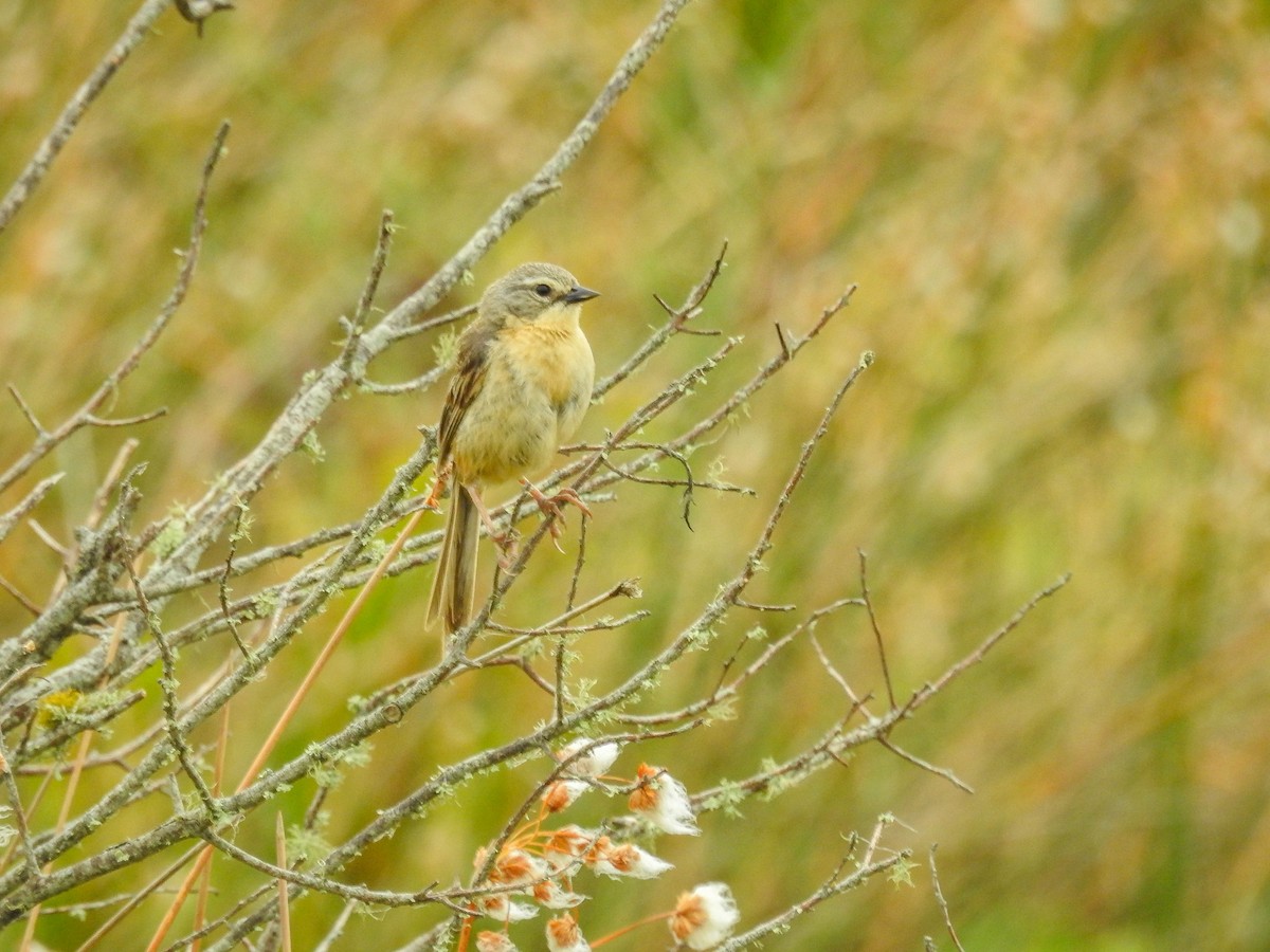 Long-tailed Reed Finch - ML633290116