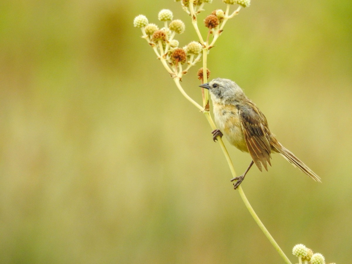Long-tailed Reed Finch - ML633290118