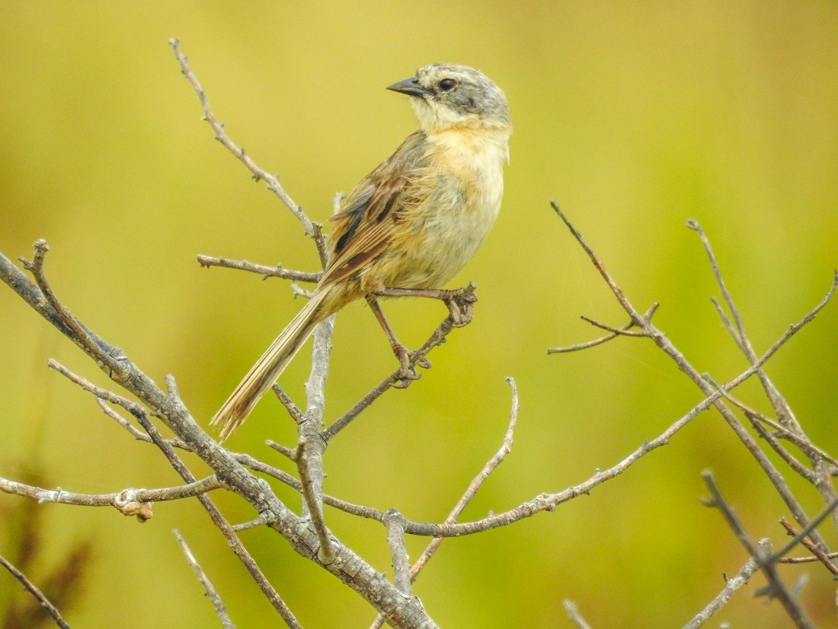 Long-tailed Reed Finch - ML633290119