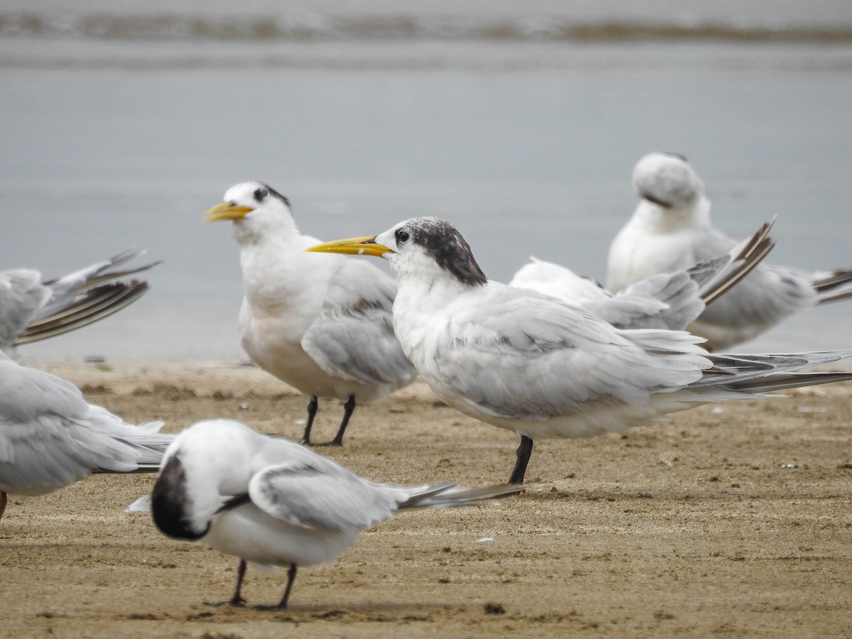 Sandwich Tern - ML633290136