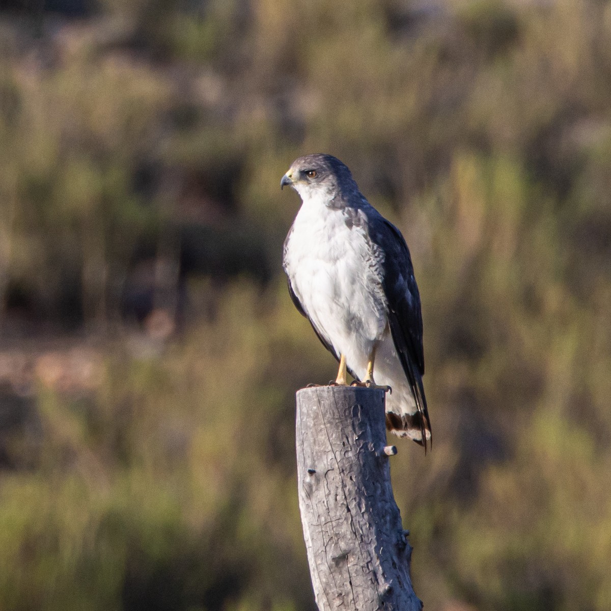 Variable Hawk - Joaquim Barros