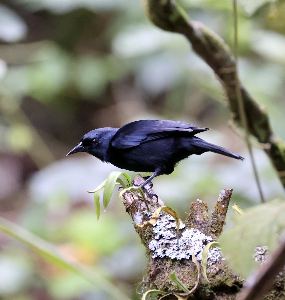 Jamaican Blackbird - ML633290170