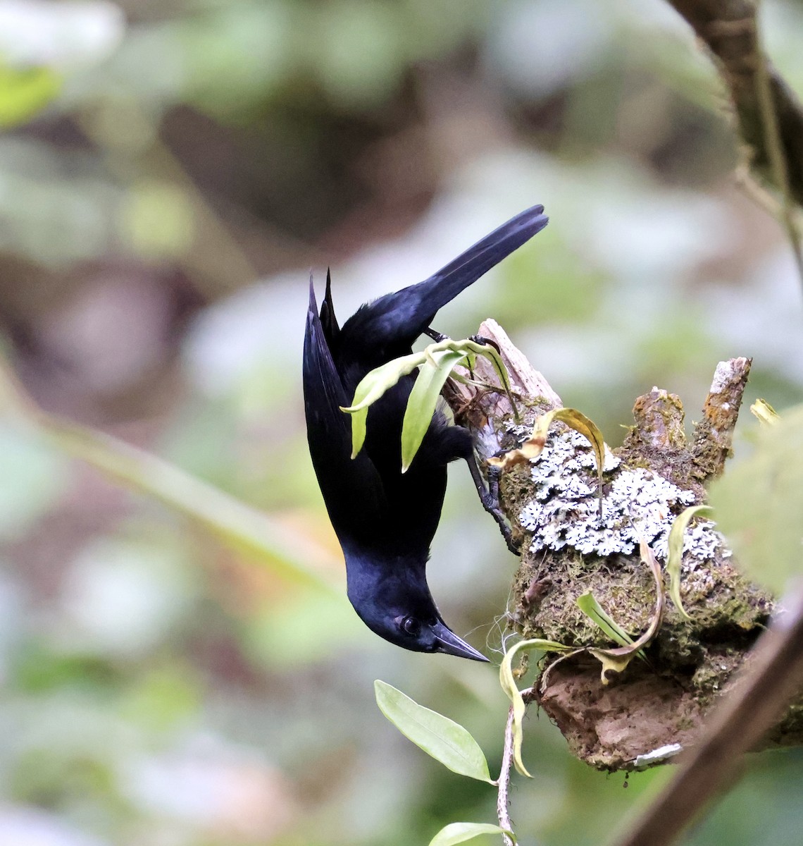 Jamaican Blackbird - ML633290171