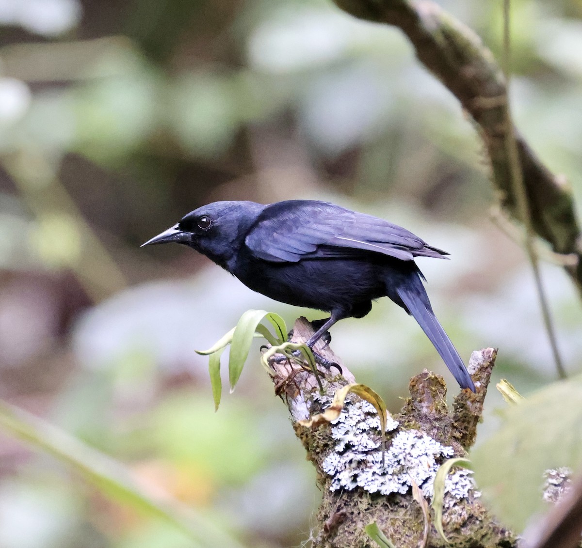 Jamaican Blackbird - ML633290172