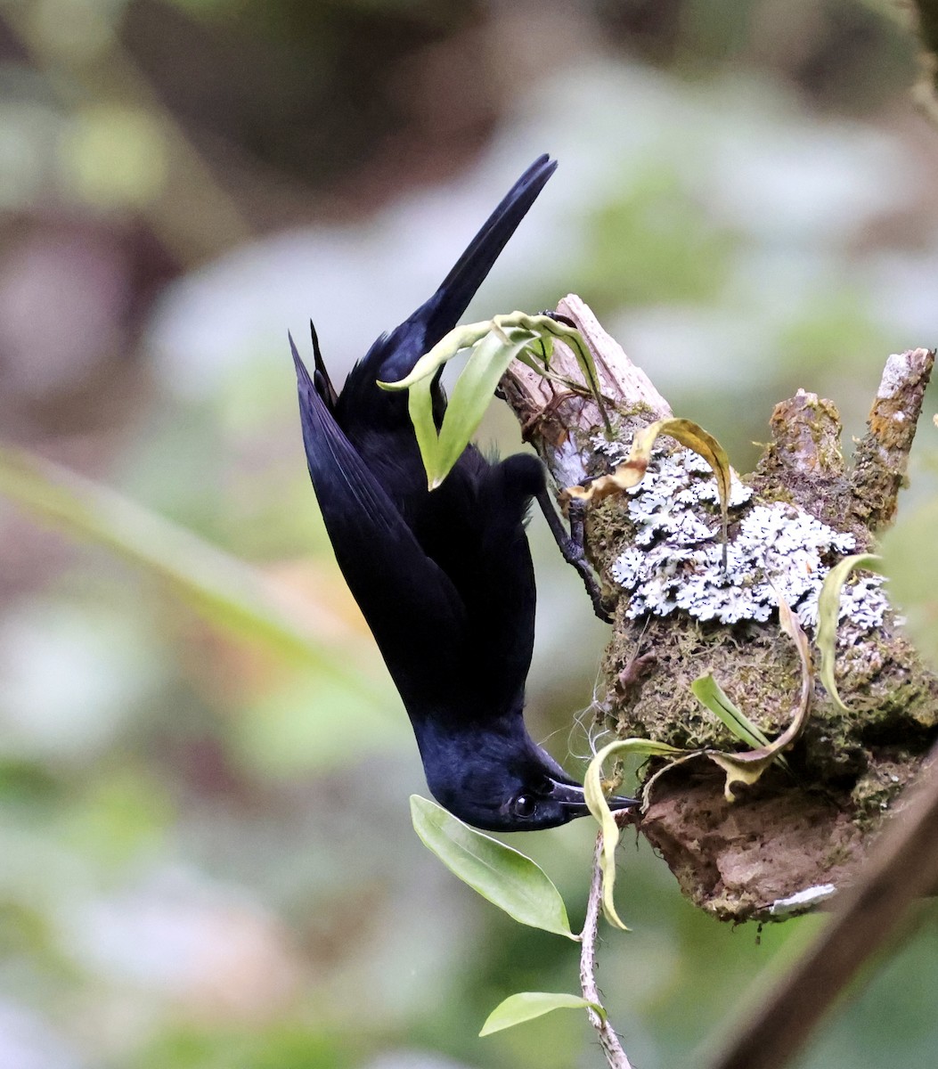 Jamaican Blackbird - ML633290173