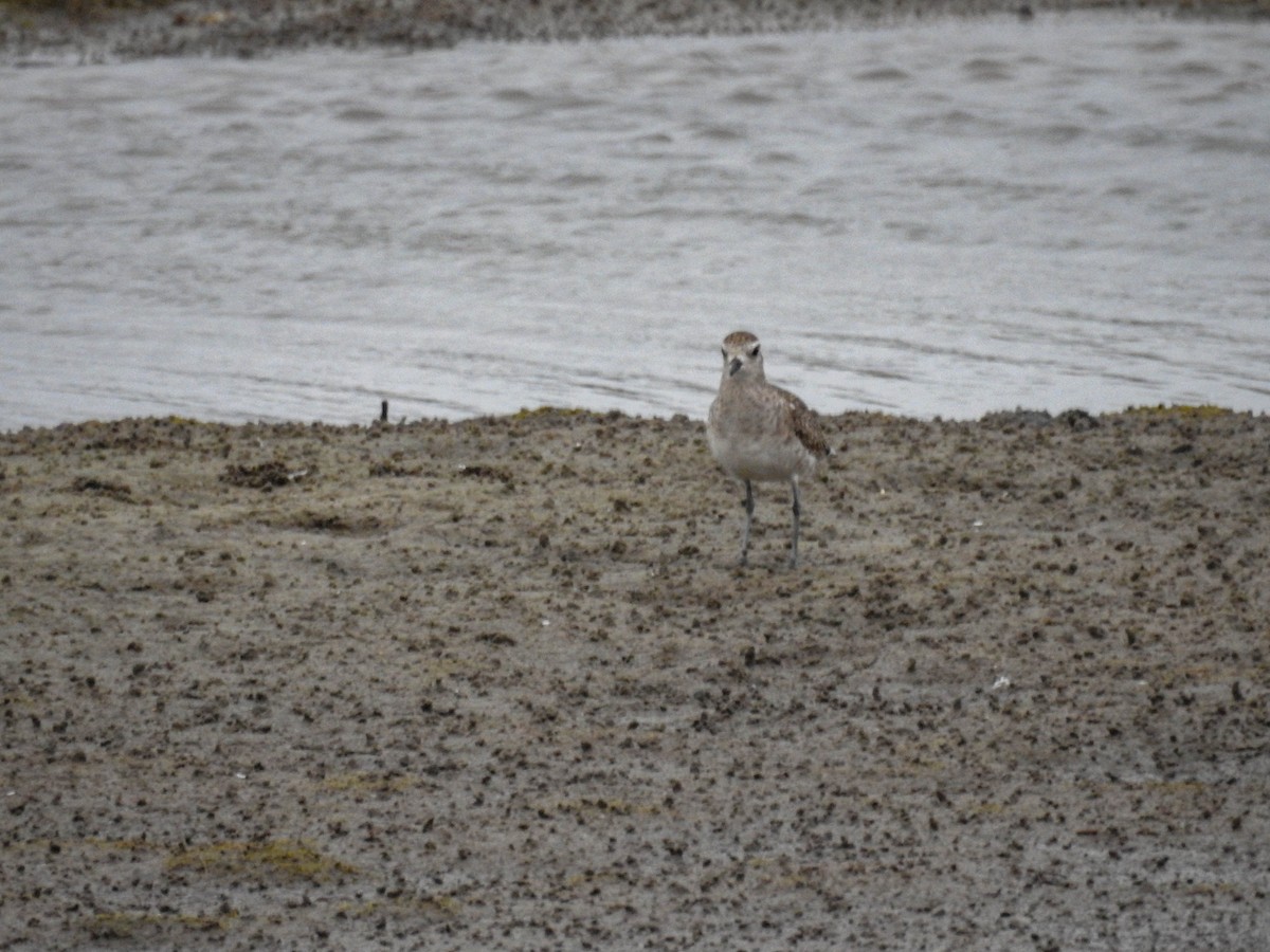 American Golden-Plover - ML633290194