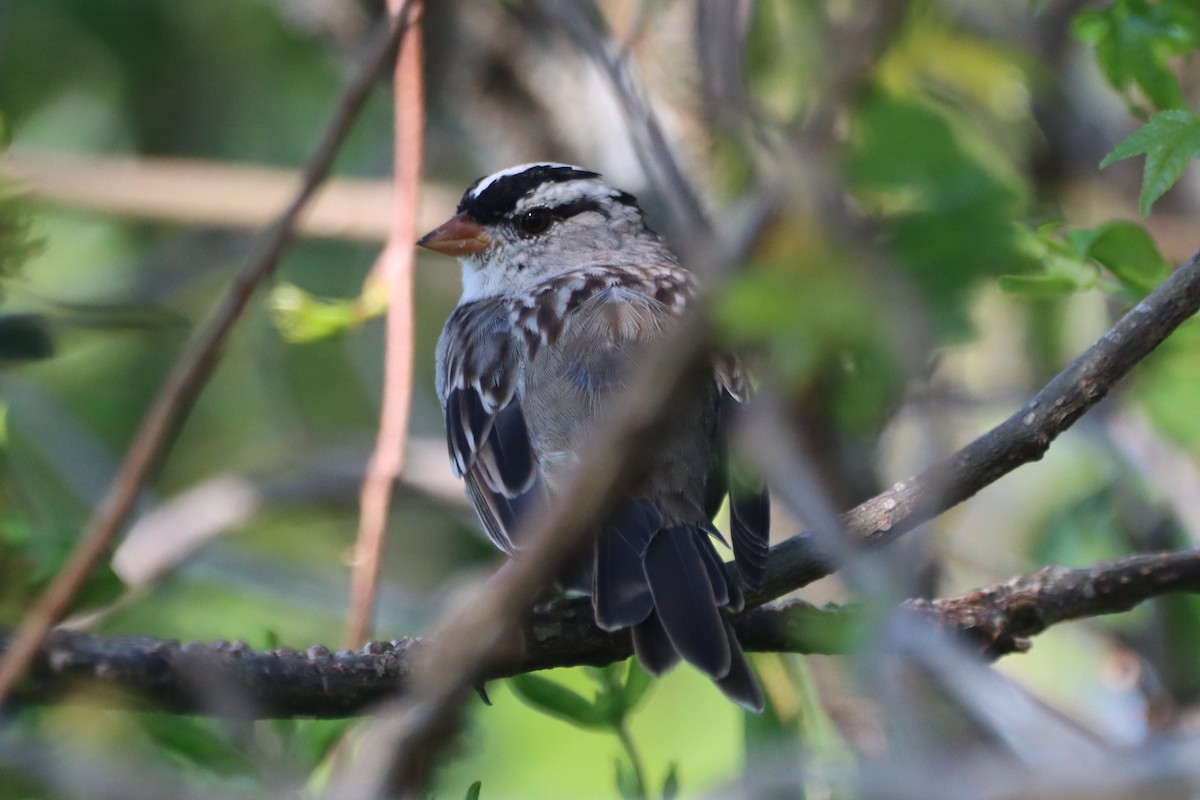 ミヤマシトド（leucophrys／oriantha） - ML633290265