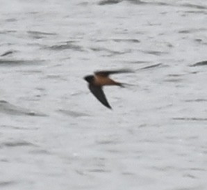 Асрын хараацай - ML633290294