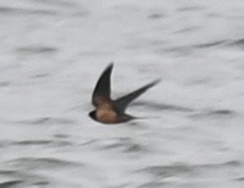 Асрын хараацай - ML633290295