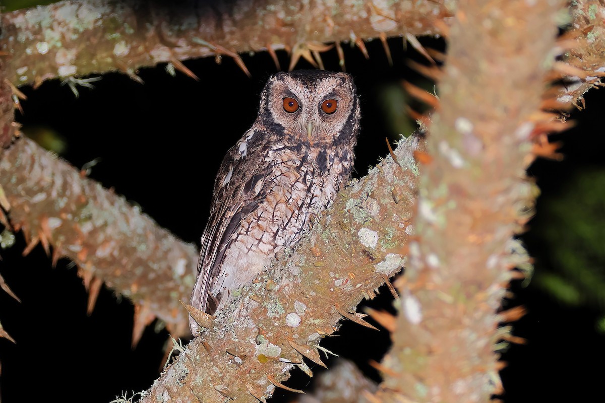 Long-tufted Screech-Owl - ML633290315
