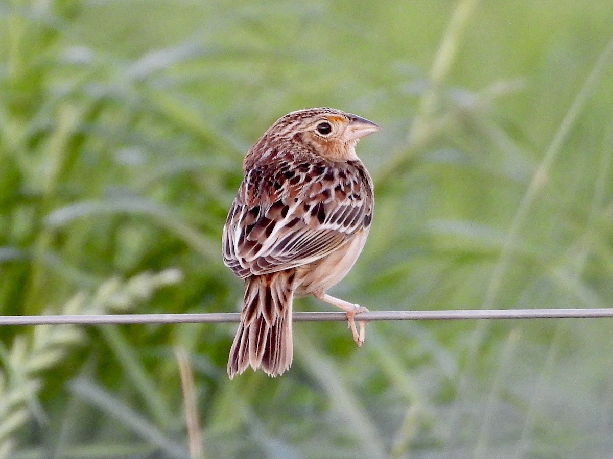 Grasshopper Sparrow - ML633290428