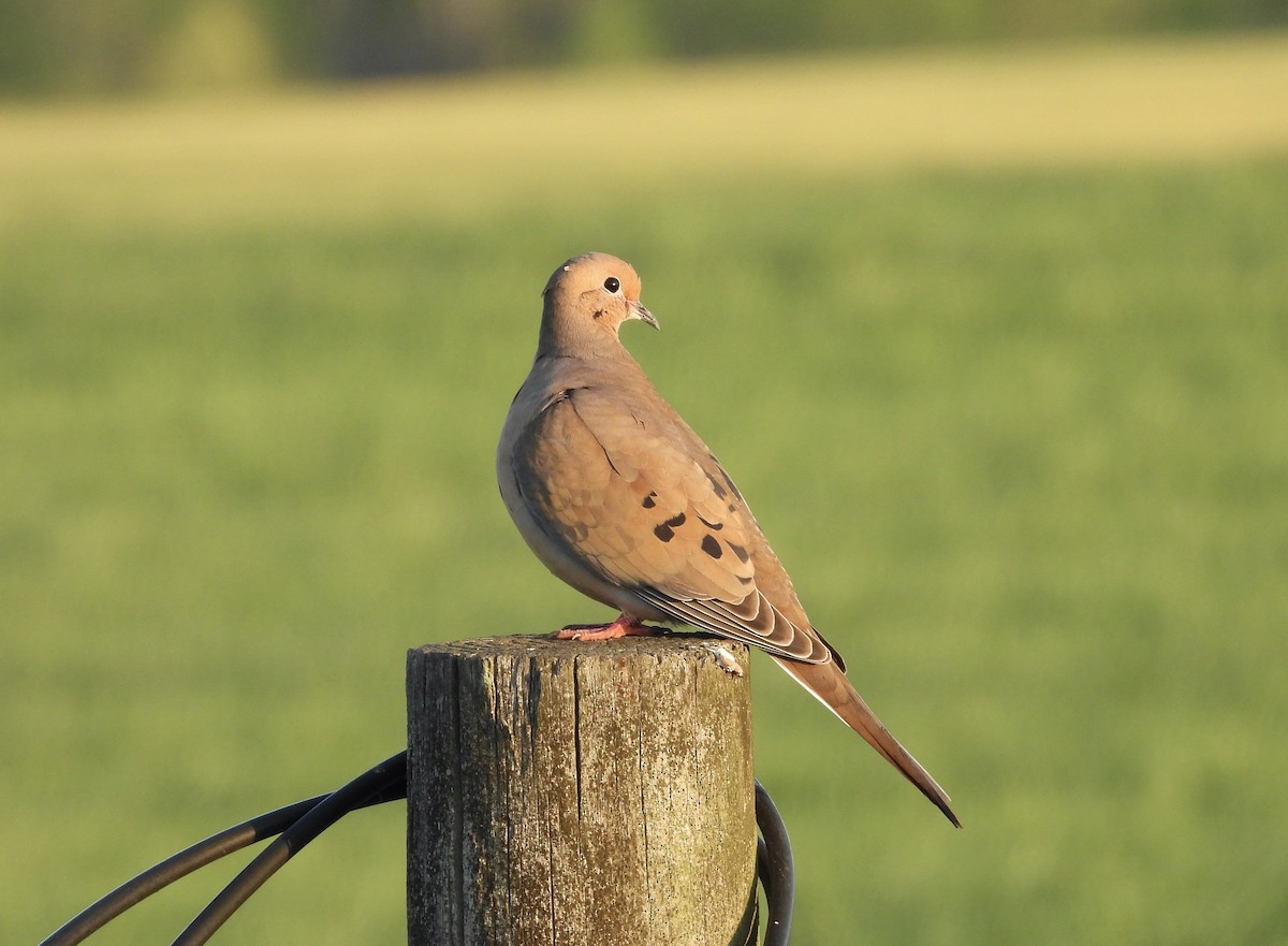 Mourning Dove - ML633290540