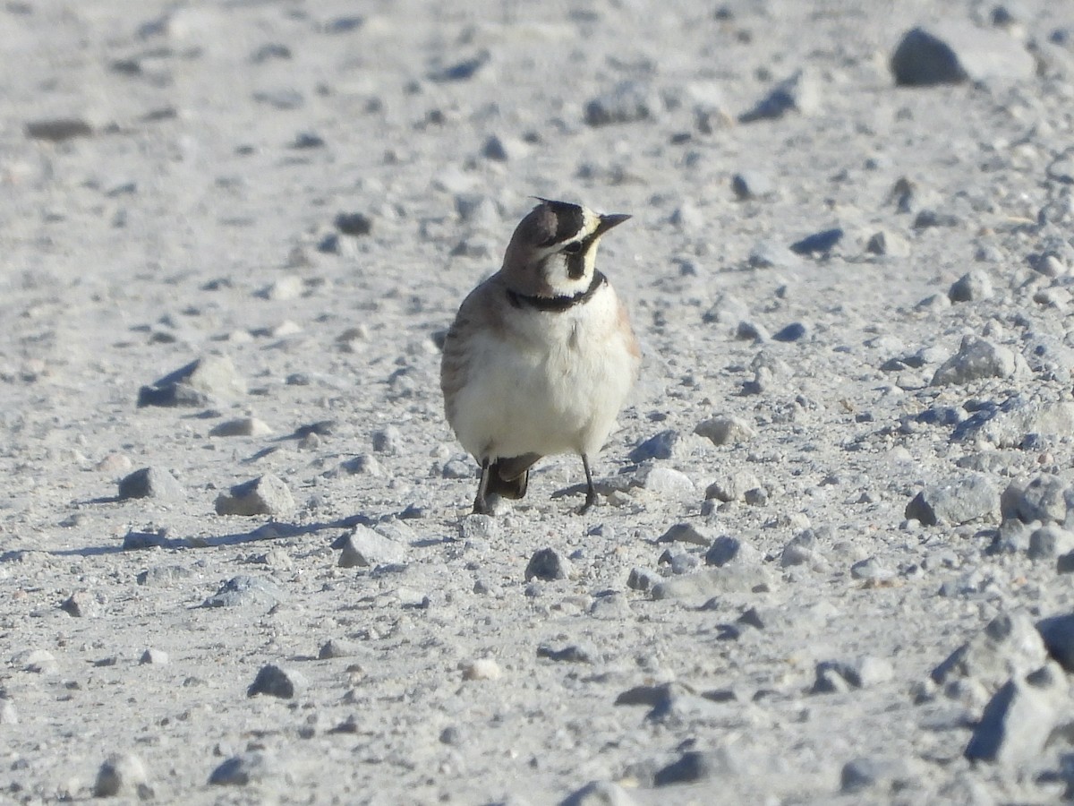 Horned Lark - ML633290559