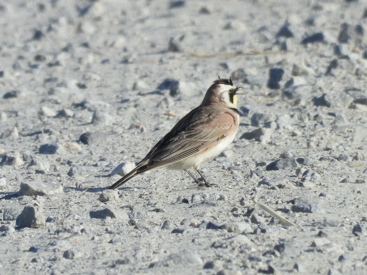 Horned Lark - ML633290560
